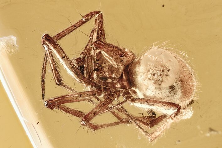 Detailed Fossil Spider (Araneae) In Baltic Amber #321717